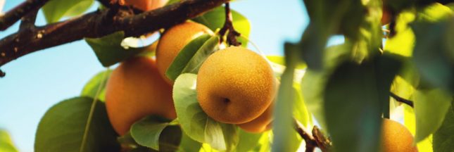 Comment planter et cultiver un nashi ou poirier japonais ?