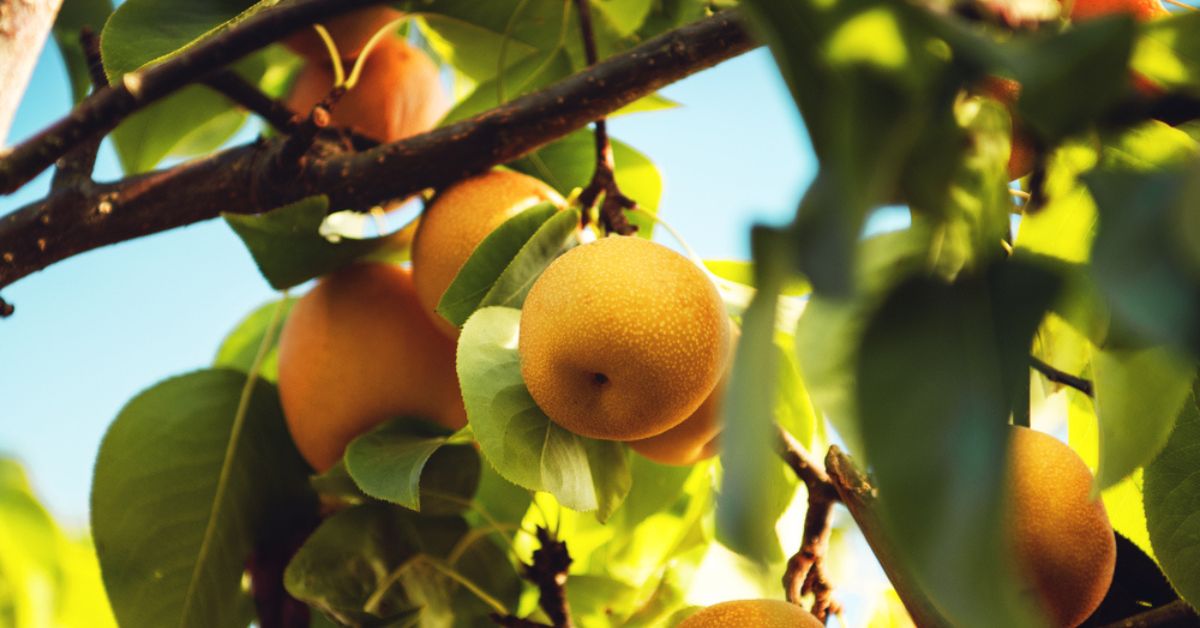 Et si vous plantiez un nashi, arbre fruitier ultra-résistant aux fruits si gourmands ?