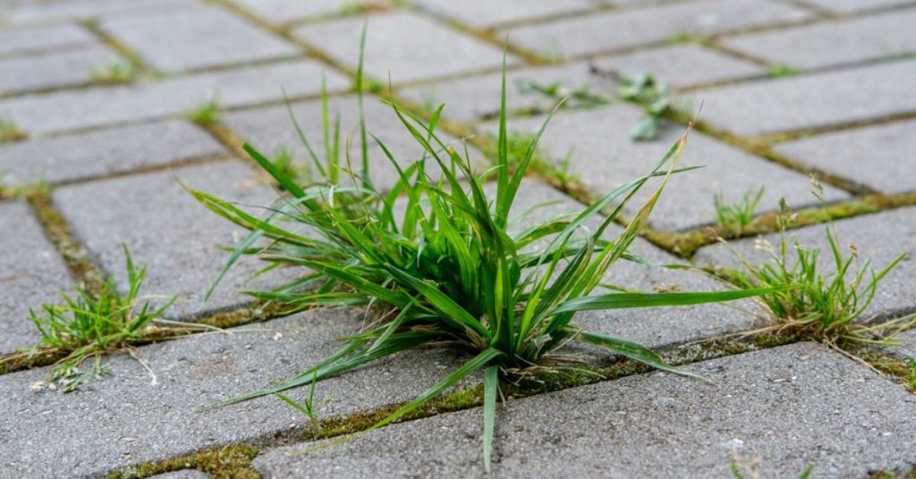 L’astuce à connaître pour enfin en finir avec les mauvaises herbes dans les allées