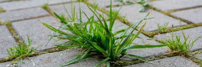 Désherber les allées en gravier et dalles des terrasses