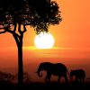 En Afrique, les éléphants à l'oeuvre contre le dérèglement climatique