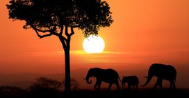 En Afrique, les éléphants à l’oeuvre contre le dérèglement climatique