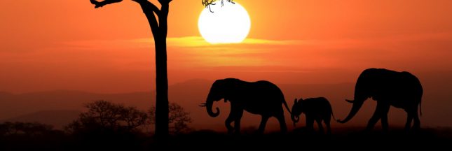 éléphant d'afrique