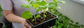 Préparer le potager du printemps en février : 5 taches essentielles pour de meilleures récoltes