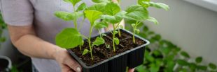 Préparer le potager du printemps en février : 5 taches essentielles pour de meilleures récoltes