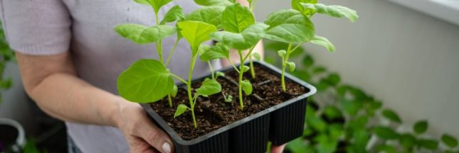 Comment préparer son potager en février ?