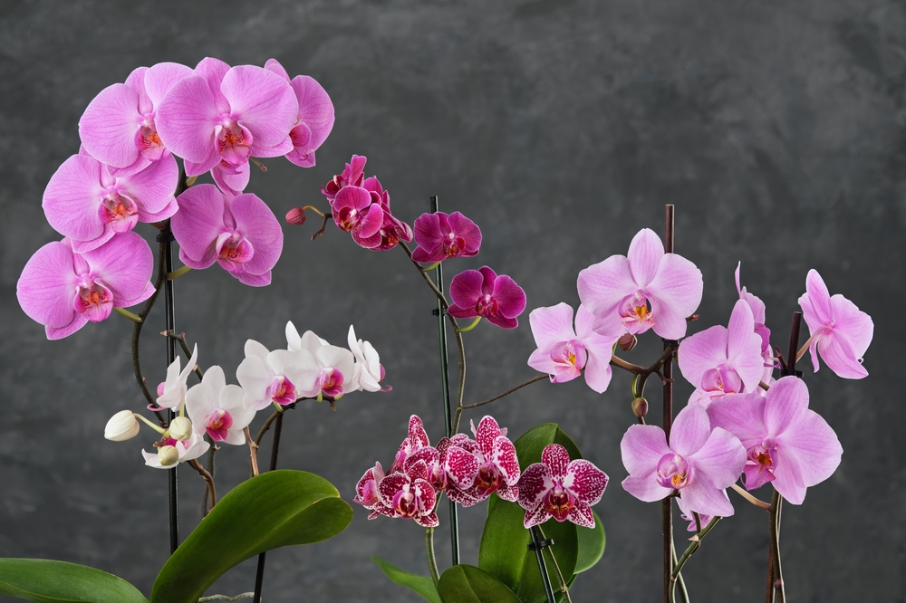 Les engrais naturels pour orchidées
