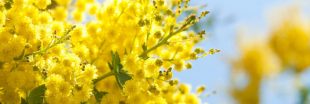 Entretenir un mimosa en pot ou en pleine terre : conseils pour une floraison resplendissante !