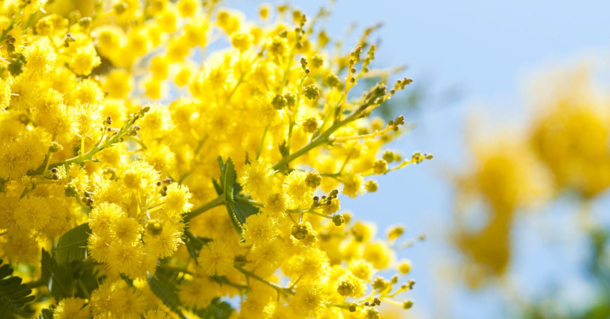 Entretenir un mimosa en pot ou en pleine terre : conseils pour une floraison resplendissante !
