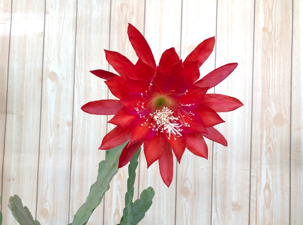 L'épiphyllum, cactus coloré
