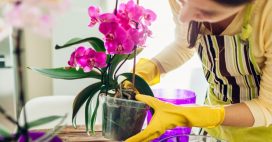 Orchidées : l’astuce méconnue des coquilles de noix pour une floraison abondante