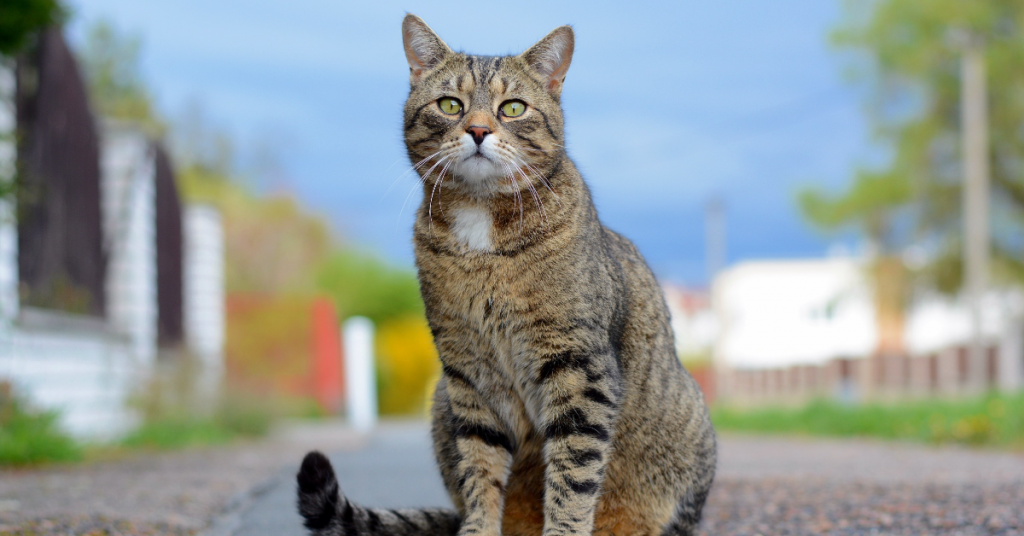 Pour la première fois en France un chat atteint de la grippe aviaire euthanasié