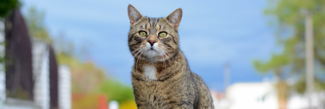 Un chat meurt après avoir contracté la grippe aviaire