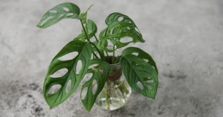 Hydroponie : 10 plantes d'intérieur à cultiver très facilement dans l'eau, sans terre ! Hydroponie : 10 plantes d'intérieur à cultiver très facilement dans l'eau, sans terre !