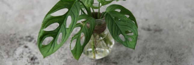 L'hydroponie : faire pousser une plante dans de l'eau