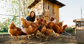 Installation d'un poulailler : attention à l'amende en cas de non-respect de la réglementation Installation d'un poulailler : attention à l'amende en cas de non-respect de la réglementation