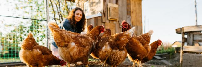 Installer un poulailler : ce que dit la loi