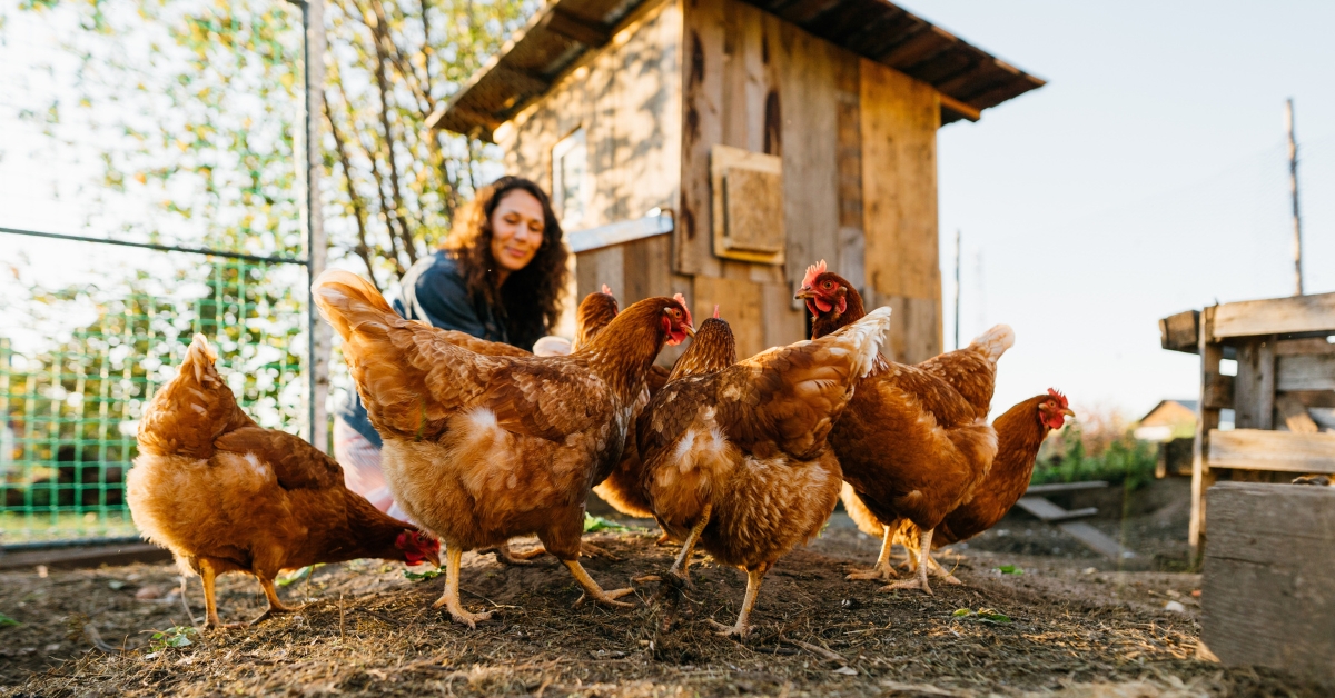 Installation d'un poulailler : attention à l'amende en cas de non-respect de la réglementation