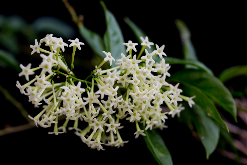 Une plante odorante : le jasmin de nuit