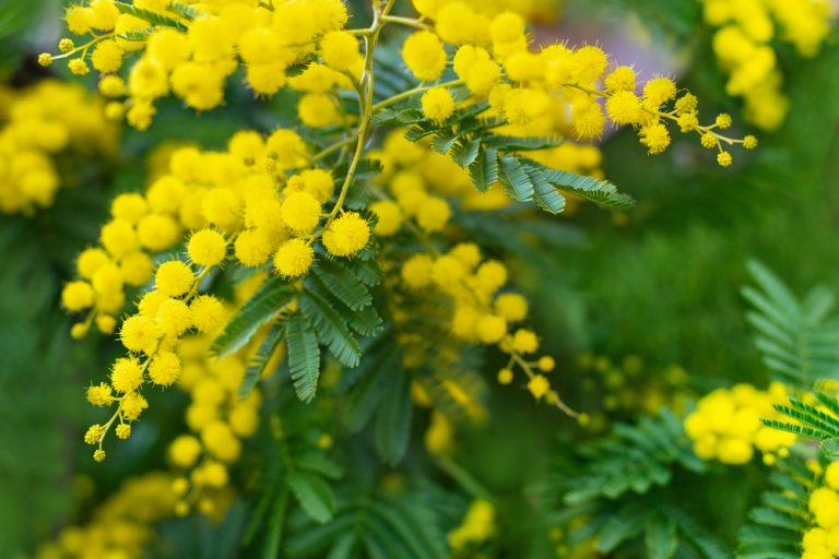 Entretenir un mimosa en pot ou en pleine terre : tous nos conseils