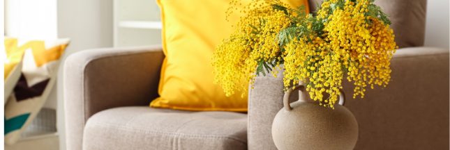 Les plantes d'intérieur les plus odorantes pour parfumer la maison