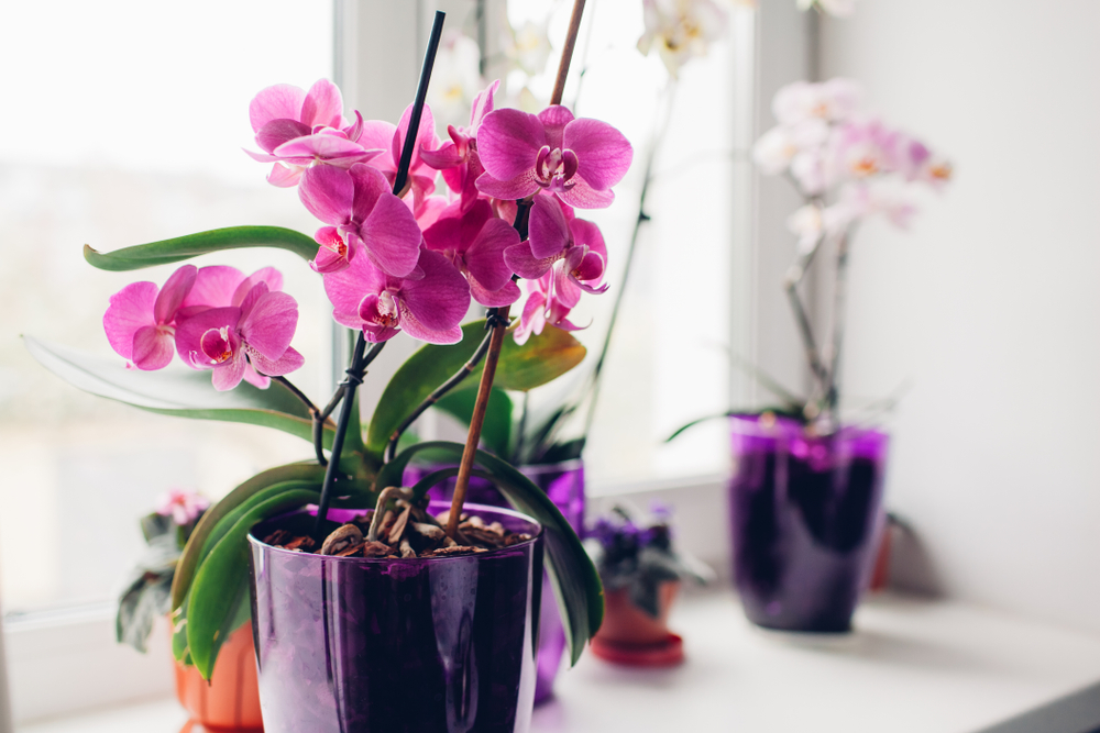 L'orchidée est une plante odorante