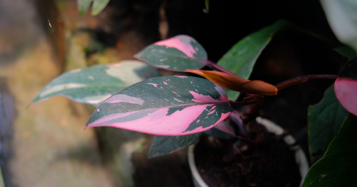 10 plantes d'intérieur colorées et originales, pour égayer la maison en plein hiver ! 10 plantes d'intérieur colorées et originales, pour égayer la maison en plein hiver !