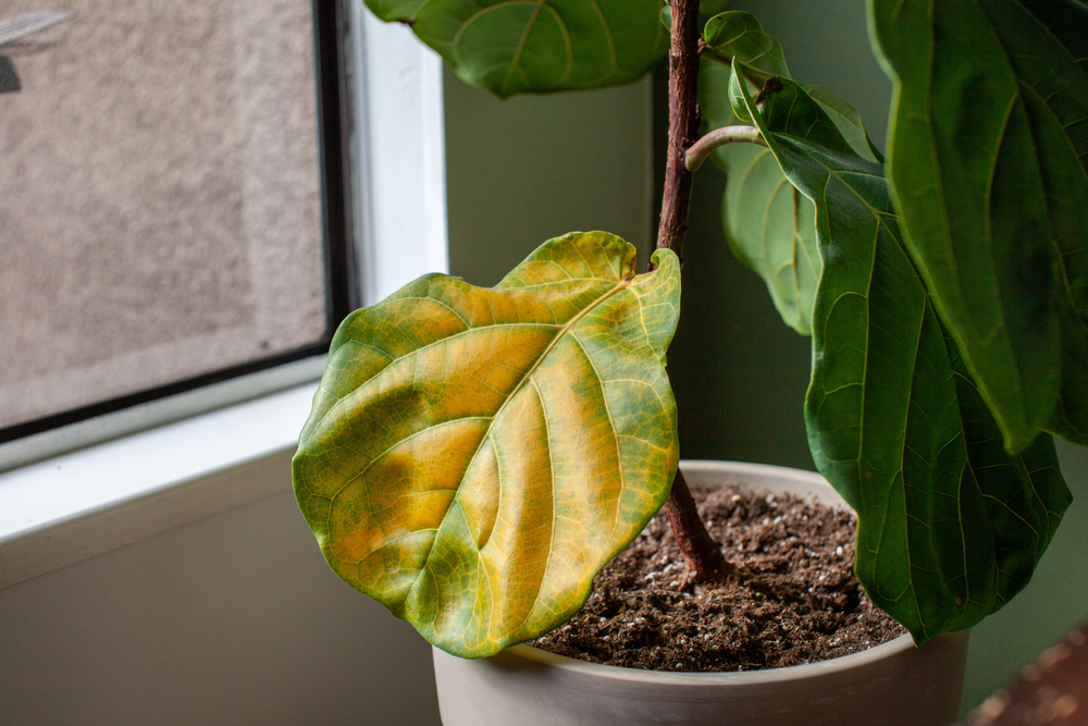 Une plante d'intérieur trop arrosée : aider une plante à repartir