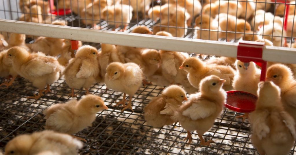 Malgré l’interdiction, des millions de poussins toujours broyés en France en 2023 : pourquoi ?