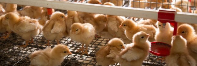 Interdiction du broyage et gazage des poussins mâles