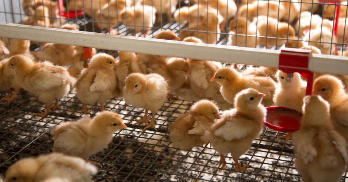 Malgré l'interdiction, des millions de poussins toujours broyés en France en 2023 : pourquoi ?