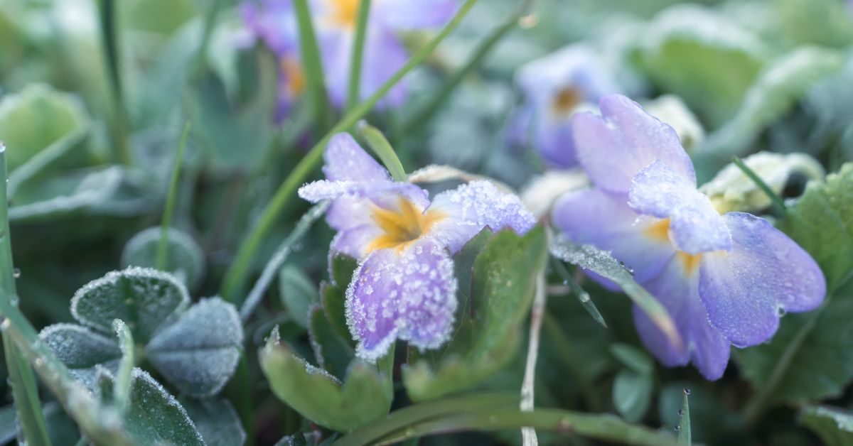 Redoux en hiver : 4 gestes essentiels pour protéger son jardin