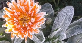 Redoux en hiver : 4 gestes essentiels pour protéger son jardin