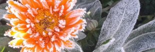 Redoux en hiver : 4 gestes essentiels pour protéger son jardin
