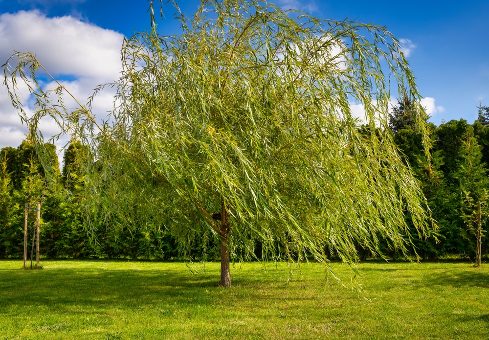 Un saule, arbre à planter dans les terrains humides. 