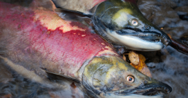 Des millions de saumons d’élevage écossais meurent dans des conditions insoutenables