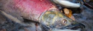 Des millions de saumons d'élevage écossais meurent dans des conditions insoutenables