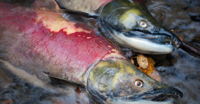 Des millions de saumons d’élevage écossais meurent dans des conditions insoutenables