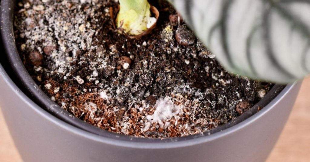 8 astuces pour se débarrasser des moucherons dans les plantes d'intérieur