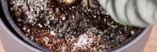 Allumettes, miel... 8 astuces pour se débarrasser des moucherons dans les plantes d'intérieur