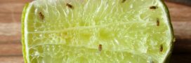 Se débarrasser des mouches à fruits : 7 astuces simples et efficaces Se débarrasser des mouches à fruits : 7 astuces simples et efficaces
