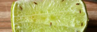 Se débarrasser des mouches à fruits : 7 astuces simples et efficaces