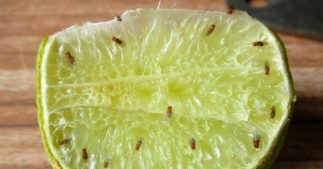 Eliminer les mouches à fruits ou mouches de la cuisine
