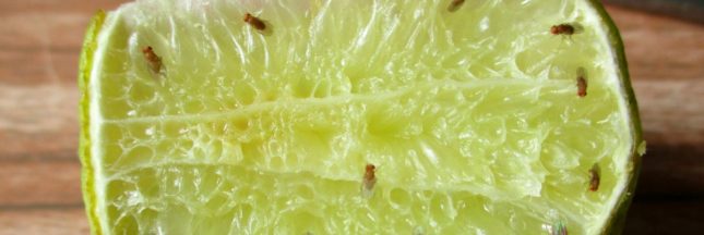 Eliminer les mouches à fruits ou mouches de la cuisine