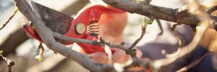 Les fruitiers à tailler en février-mars pour booster leur production Les fruitiers à tailler en février-mars pour booster leur production