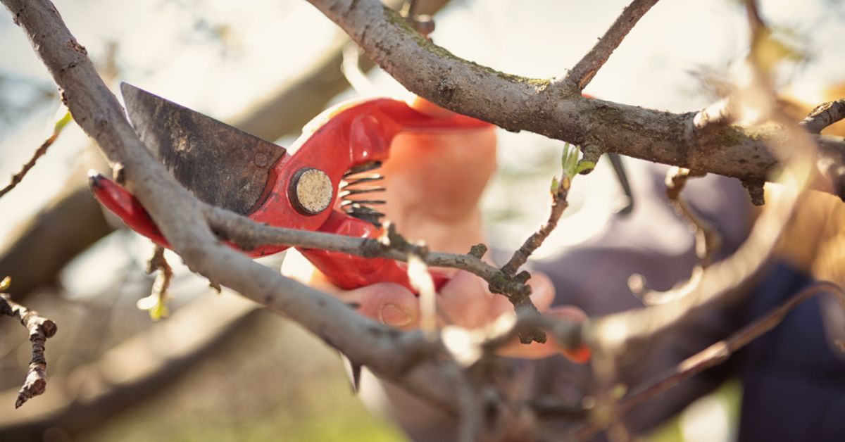 Et si vous plantiez des arbres fruitiers nains ?