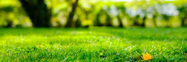 Comment avoir un beau gazon au printemps ?