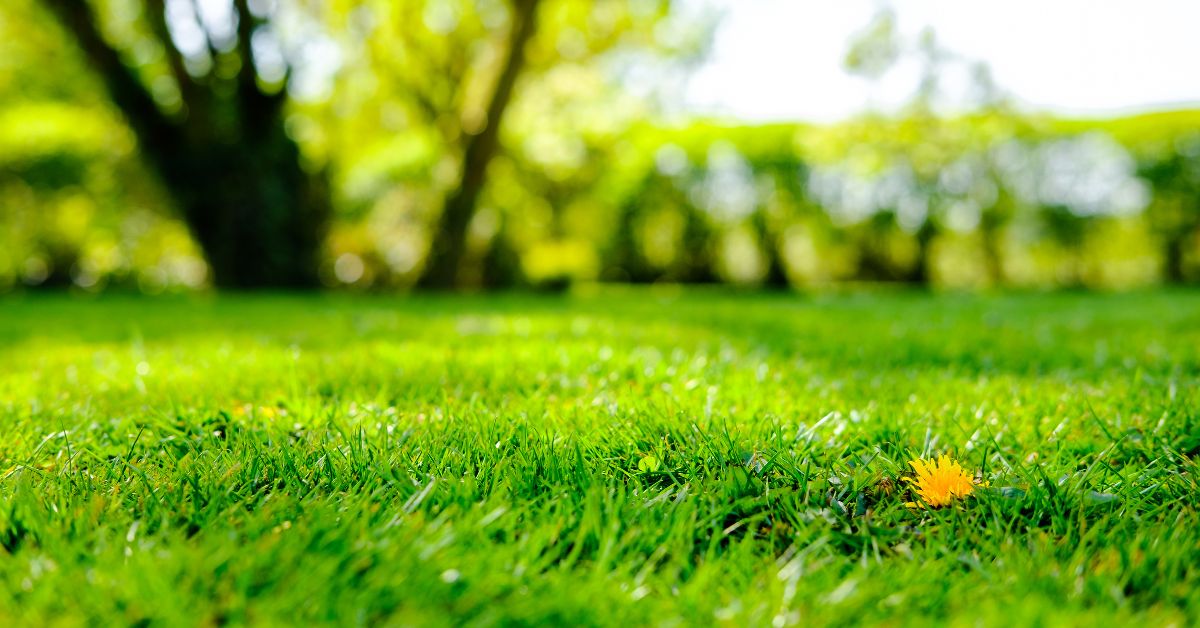Pelouse : les gestes à ne pas oublier pour un beau gazon au printemps Pelouse : les gestes à ne pas oublier pour un beau gazon au printemps