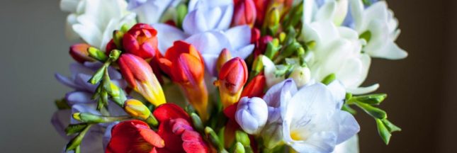 Quelles fleurs de saison en février pour remplacer la rose ?
