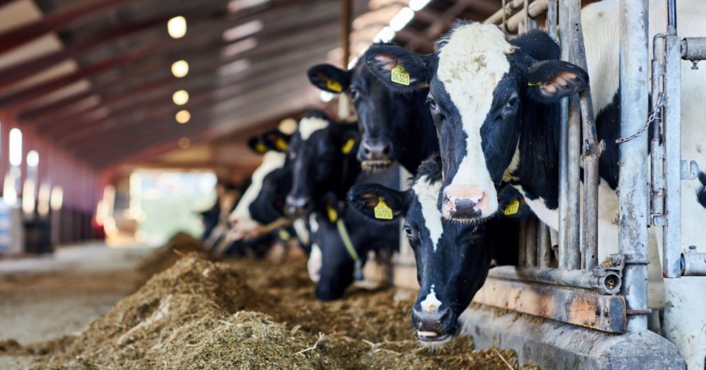 Salon de l’agriculture : 8 Français sur 10 souhaitent en finir avec l’élevage intensif